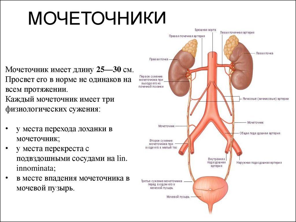 Где находятся почки схема