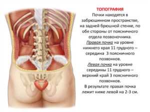 Где находятся почки схема