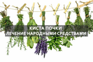 Плохо работают почки лечение народными средствами