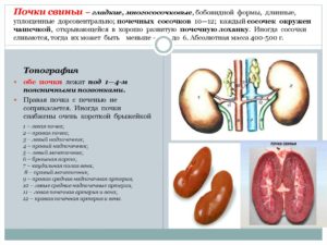 Топография почек у свиней