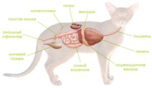 Расположение почек у кота