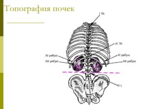 Расположение почек человека рисунок