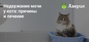 Недержание мочи и кала у котов причины лечение