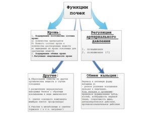 Какую функцию выполняют почки человека