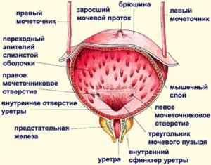 Анатомия мочевой пузырь у мужчин