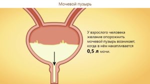 У кого нет мочевого пузыря