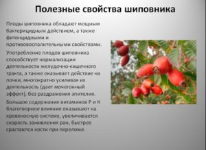 Почки шиповника полезные свойства