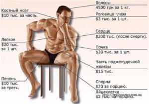 Сколько стоит почка человека в россии