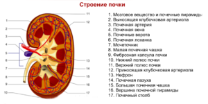 Строение почки в разрезе