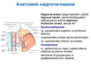 Анатомия надпочечников человека