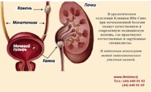 Чем вылечить почки и мочевой