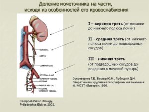 Проксимальный отдел мочеточника где расположен