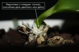 Орхидея на корнях почки