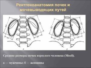 Размер почки мужчины