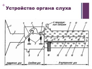 Орган принцип работы