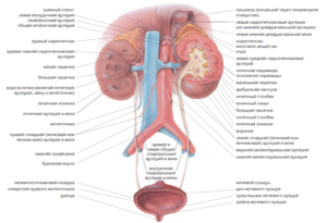 Анатомия почек человека и мочевыводящих путей