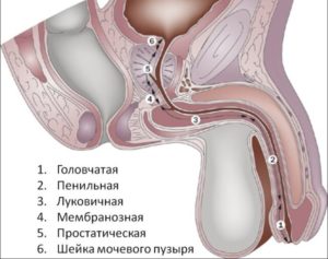 Ромашка при уретрите у мужчин