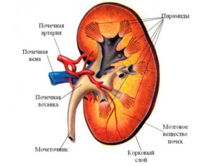 Картинка строение почки человека