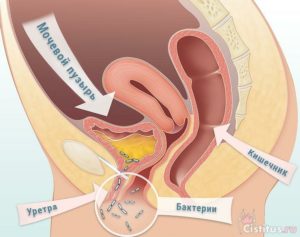 Откуда у женщин идет моча у