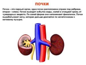 Для чего нужны почки в организме человека