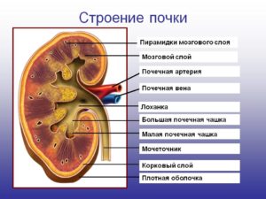 Что находится в мозговом слое почки