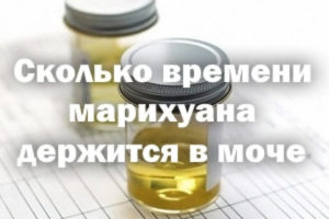 Сколько дней в моче держится гашиш