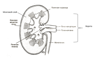 Почка человека рисунок