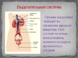 Органы относящиеся к выделительной системе