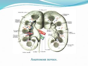 Атлас человека почки