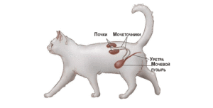 Расположение почек у кота