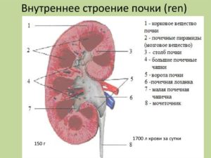 Что значит уплотнение почки