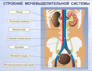 Как устроены почки и мочеточники