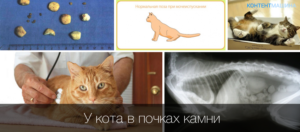 Мочегонное для кота камни в почках
