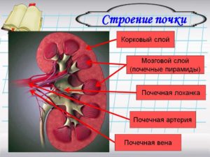 Толщина мозгового слоя почки