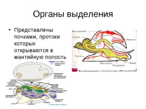 Организмы у которых органы выделения представлены почками
