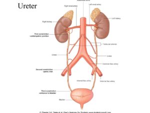 Как устроены почки и мочеточники