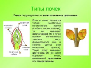 Почки которые имеют более округлую форму