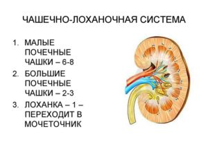 Что значит уплотнение почки