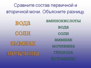 В состав вторичной мочи входят