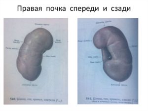 Почки сзади или спереди