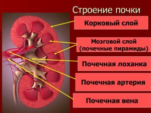 Анатомия почек строение