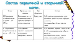 В состав вторичной мочи входят