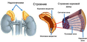 Анатомия надпочечников человека