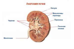 Почки средняя чашечка