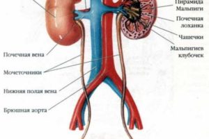 Как устроены почки и мочеточники