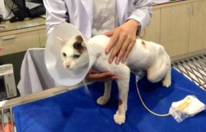 Операция коту при мочекаменной болезни