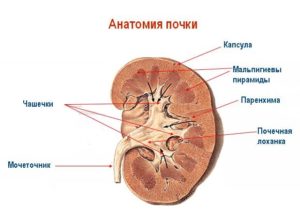 Как лечить члс обеих почек