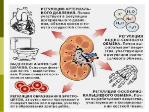 Почки и высокое нижнее давление