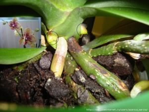 Орхидея на корнях почки