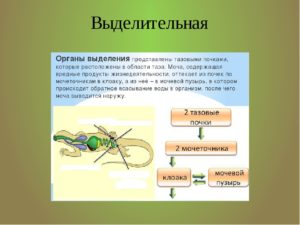 Выделение у пресмыкающихся